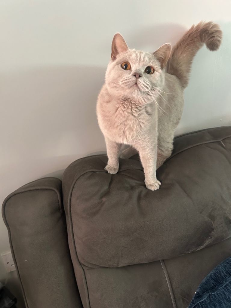 British shorthair 