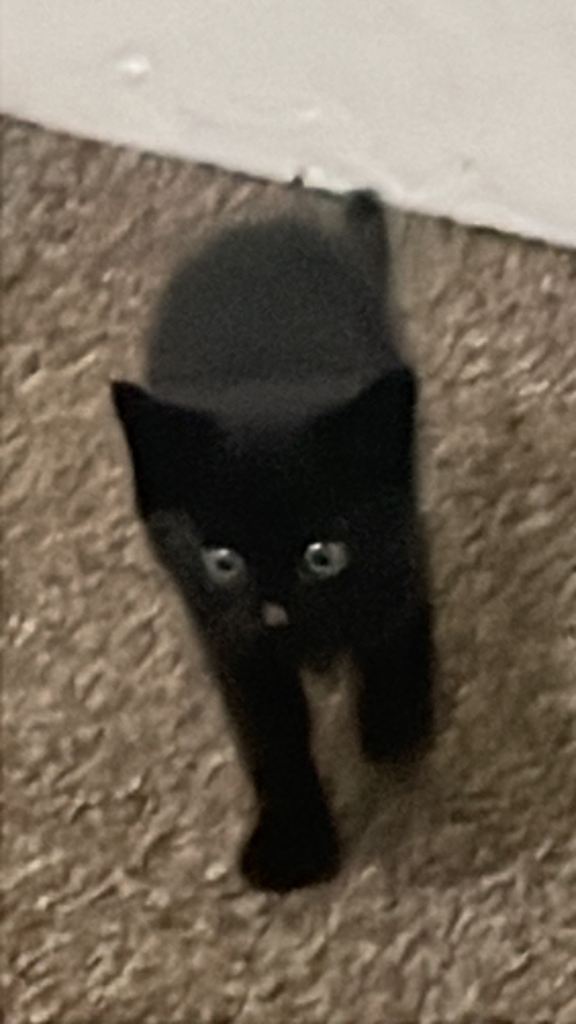 Black shorthair kittens for sale