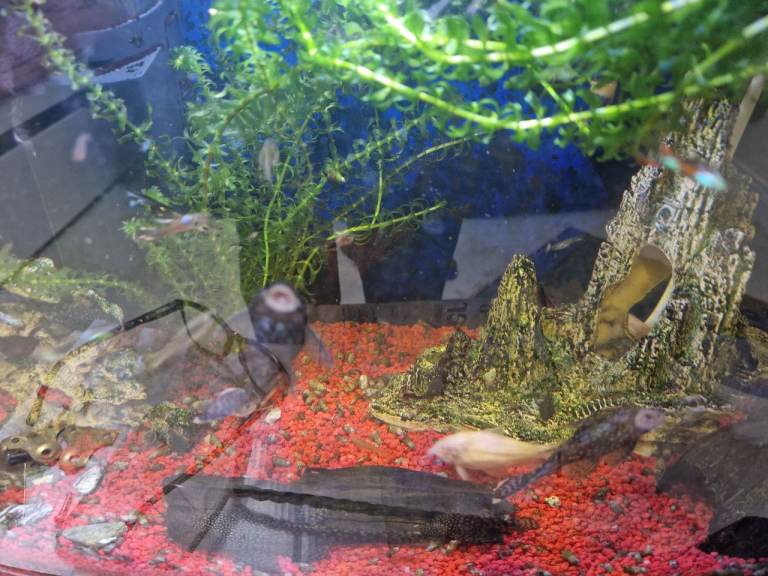 Bristlenose Pleco  and Guppy Aquarium Fish