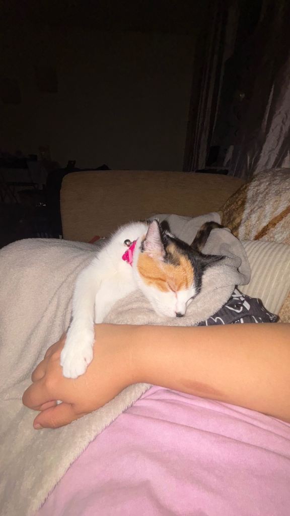 Beautiful 10-Month-Old Calico Cat Looking for a Loving Home