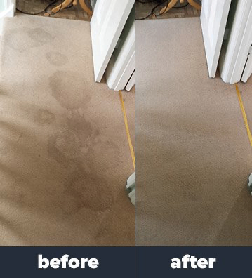 Professional Carpet Cleaning Services 