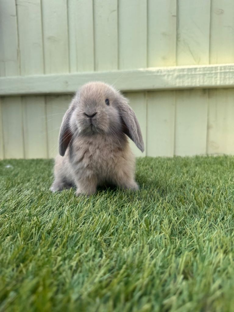 Mini lops 