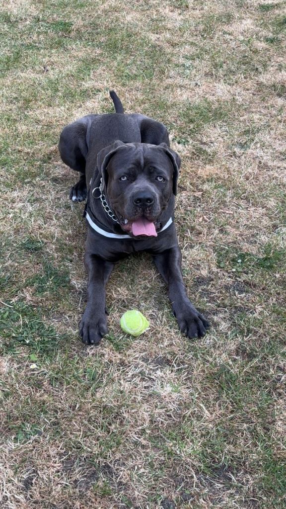 Blue Cane Corso For Sale 