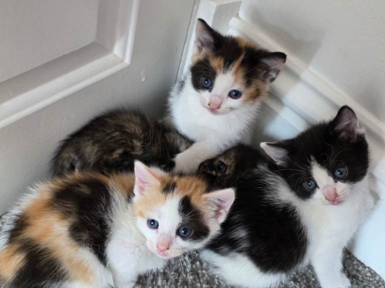 Cute kittens looking for a home