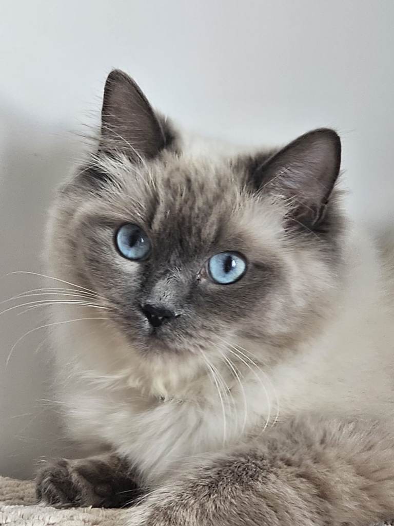 Champion Line Purebred Blue Point Ragdolls