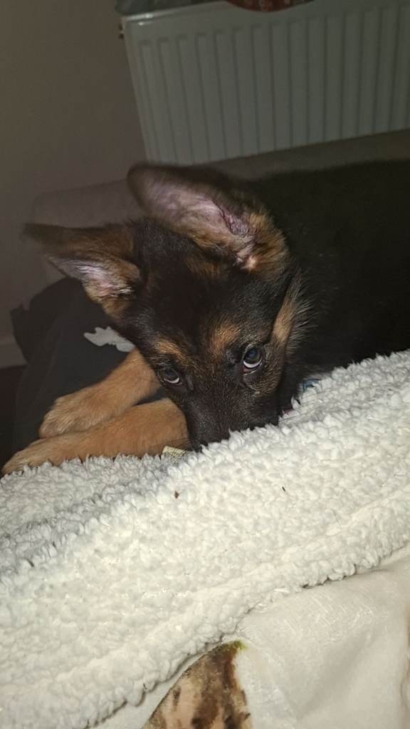 German Shepherd Pup