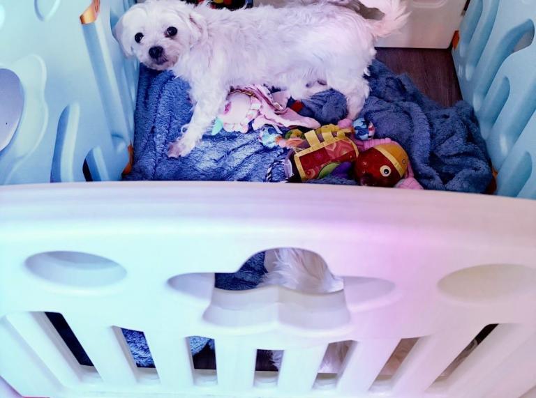 KC Half Korean Maltease Girl