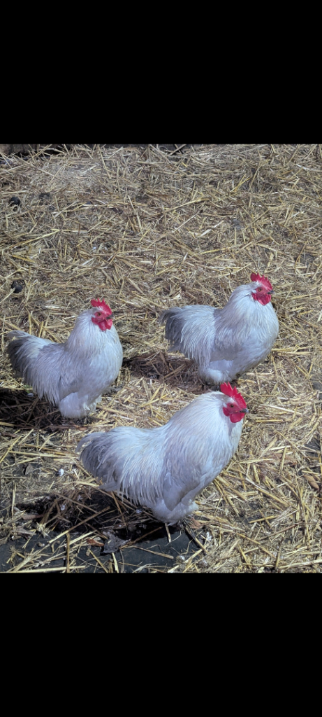Lavender pekin 