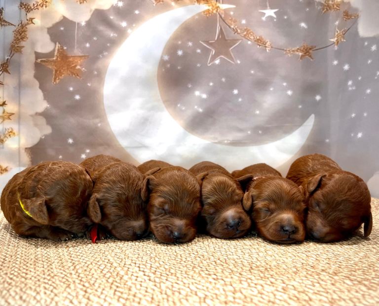 🌟Red F1BB Hypoallergenic DNA CLEAR Mini Cockapoos🌟