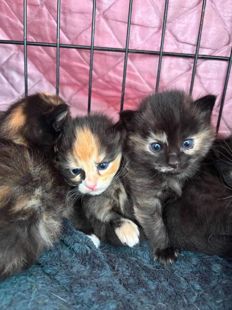 Beautiful Kittens Looking for Loving Forever Homes 