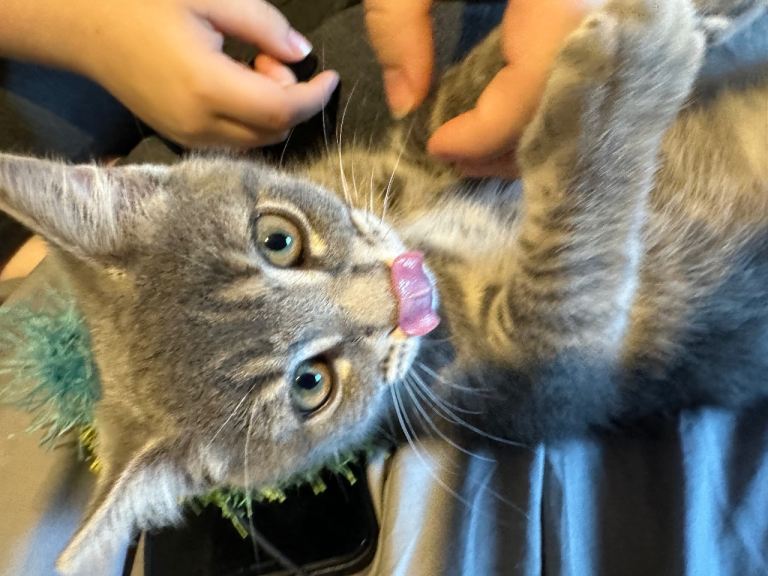 Beautiful kitten for sale 