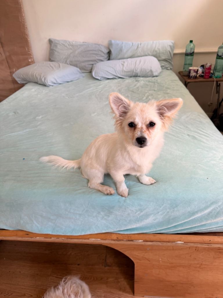 Maltese mix Havanese 