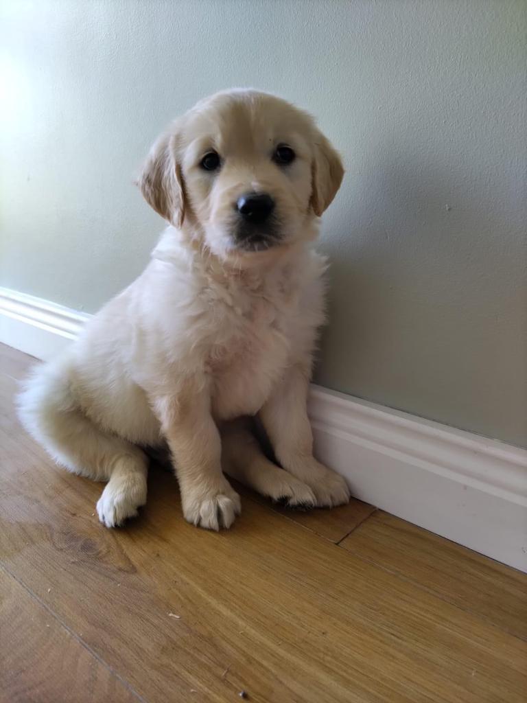 Adorable Golden Retriever Puppies Looking for Their Forever Homes