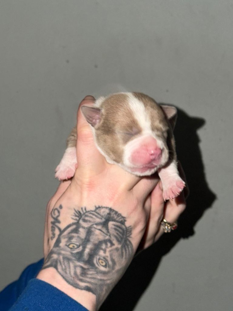 4 BEAUTFIUL STAFFORDSHIRE BULL TERRIER PUPPIES