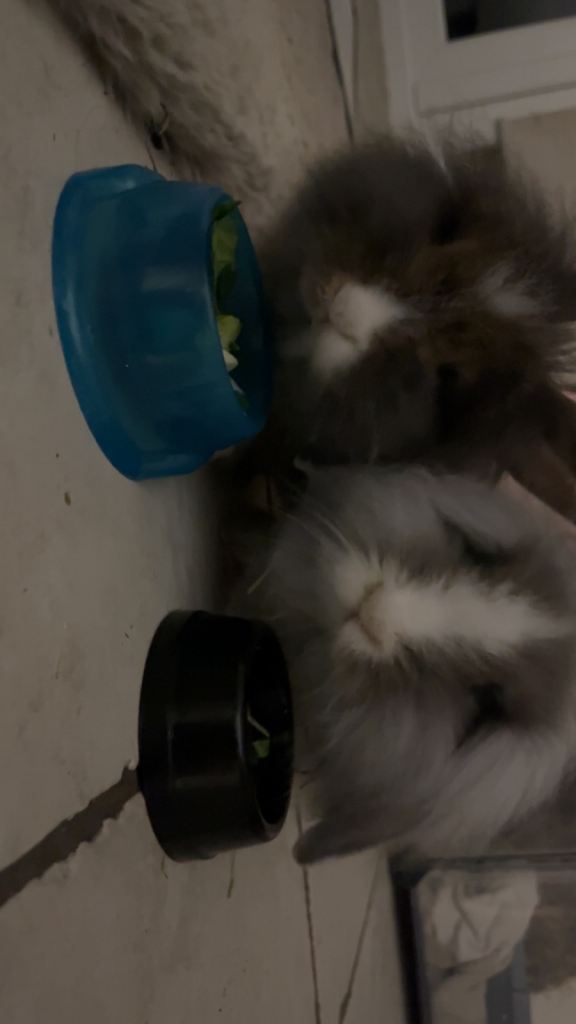 Two rabbits 16 weeks old 