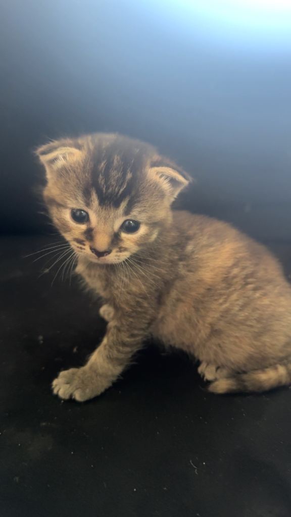 2 kittens for sale 
