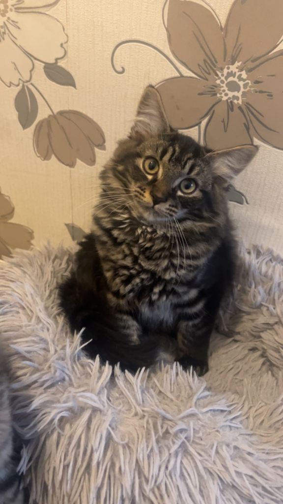 Male kittens for sale 