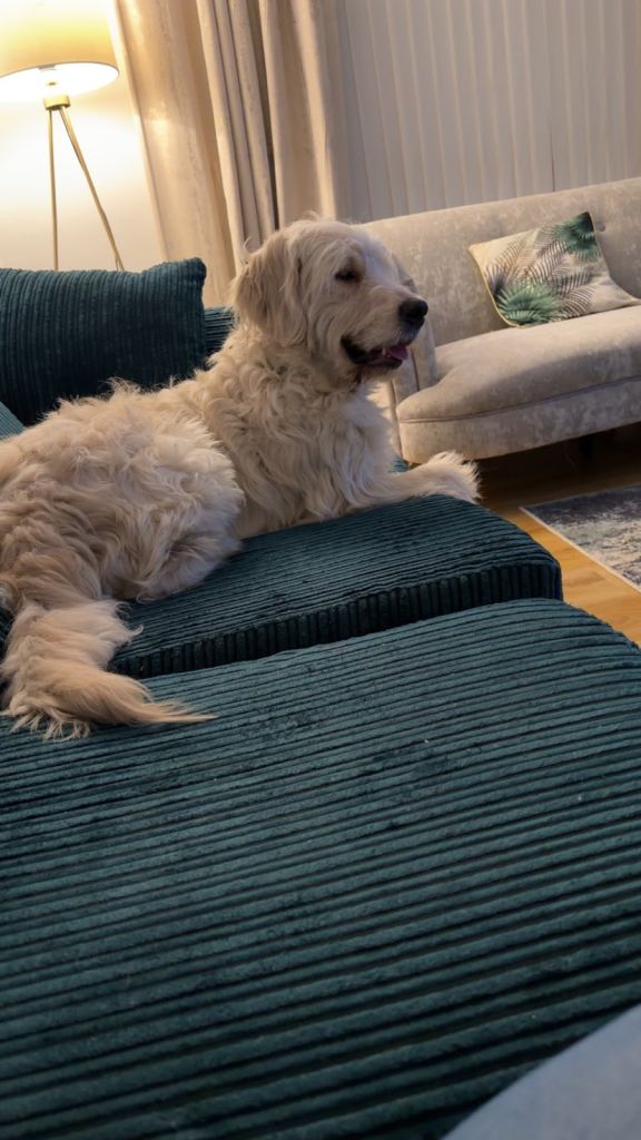 HUGE golden retriever 