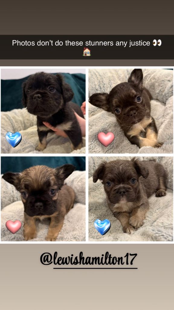 READY NOW - Fluffy French Bulldog