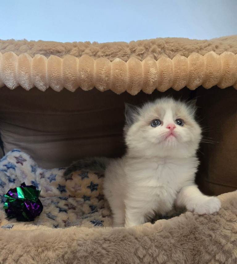 Gorgeous chunky ragdoll kittens