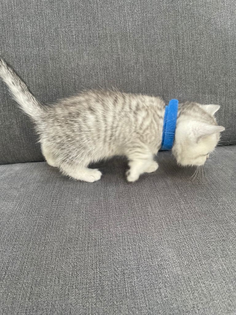 Pedigree British Short Hair Kittens