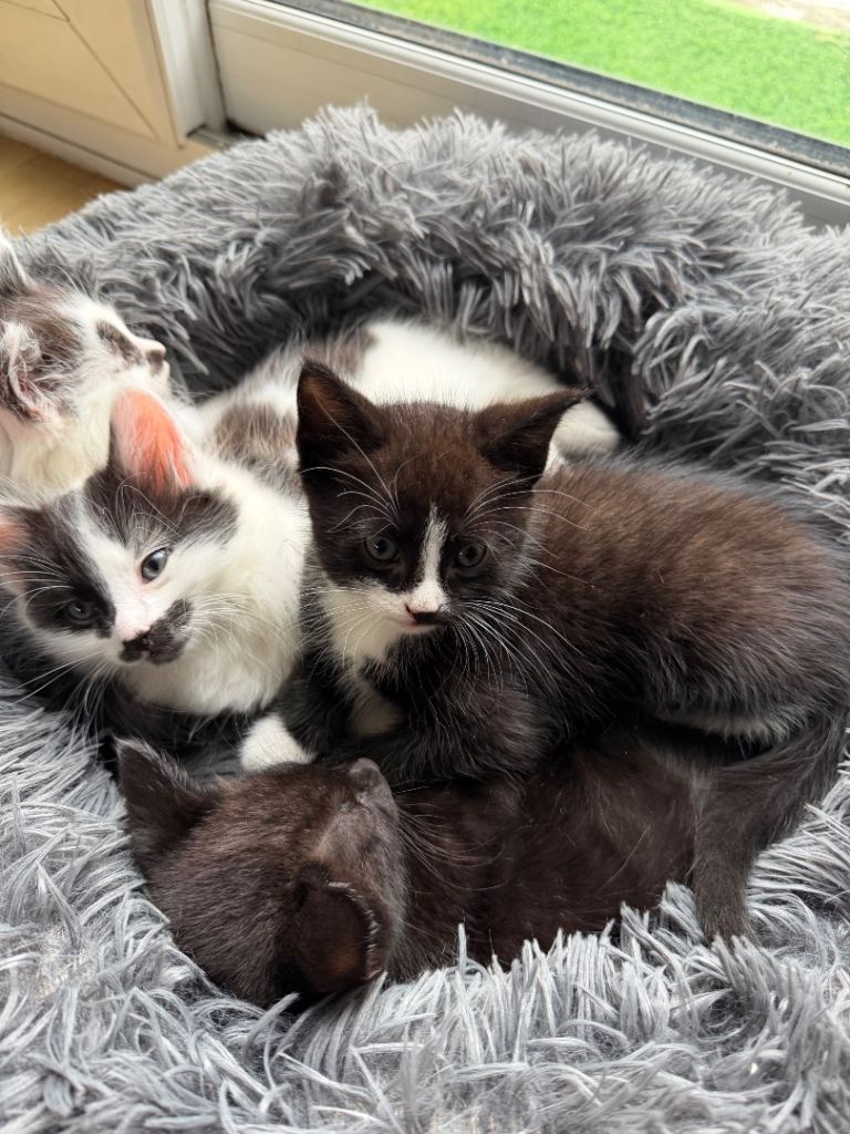 kittens for sale 