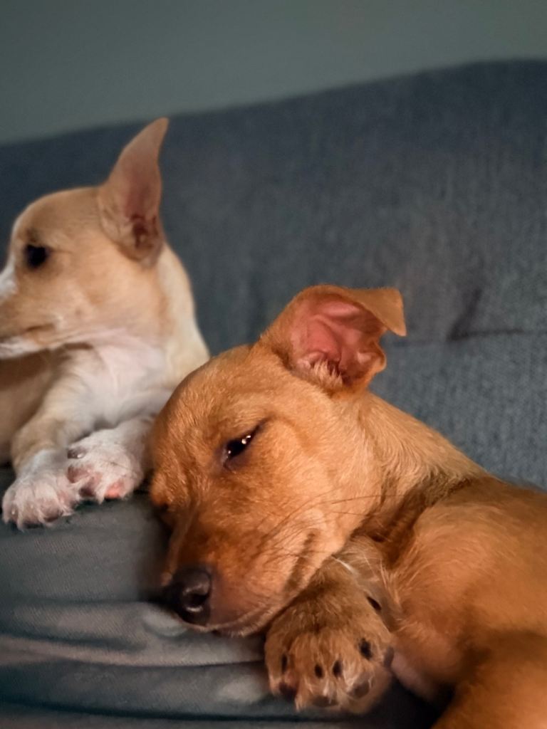Chihuahuas and Yorkshire terrier mix
