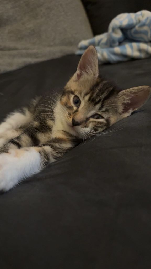 Kittens and cat for sale