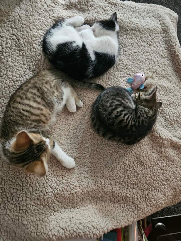 Cute Tabby & White Mixed Breed Kitten Looking for a Home