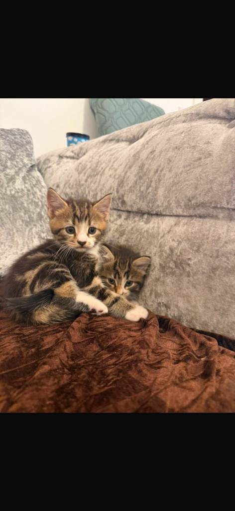 4 Adorable Fluffy Kittens 