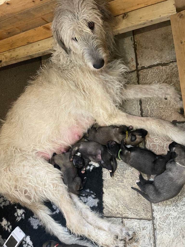 Irish Wolfhound full pedigree puppies for sale