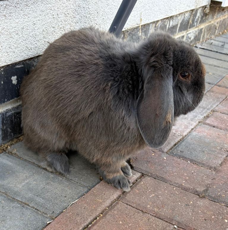 Grey male rabbit 