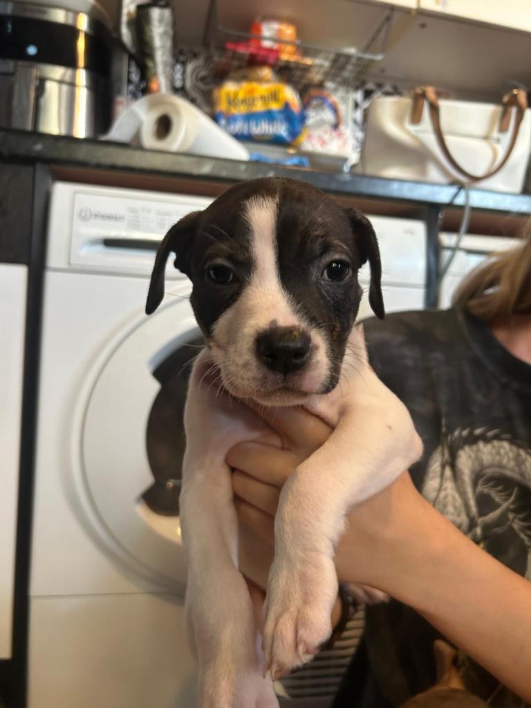 READY TO LEAVE!! Staffy puppies