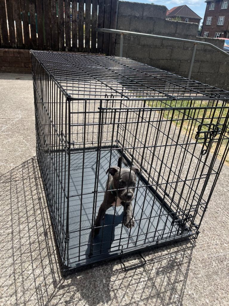 Dog crate for sale 