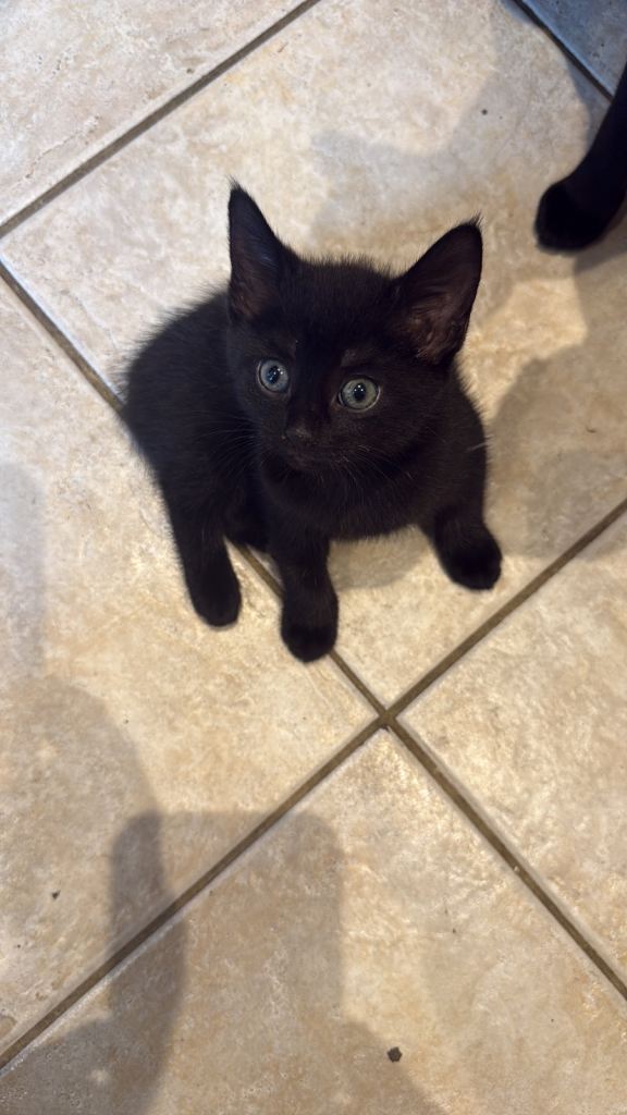 Kittens