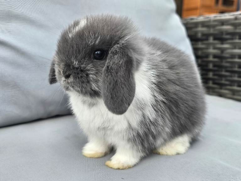 Gorgeous Mini Lop Bunnies