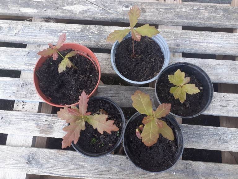 English Oak Tree Saplings