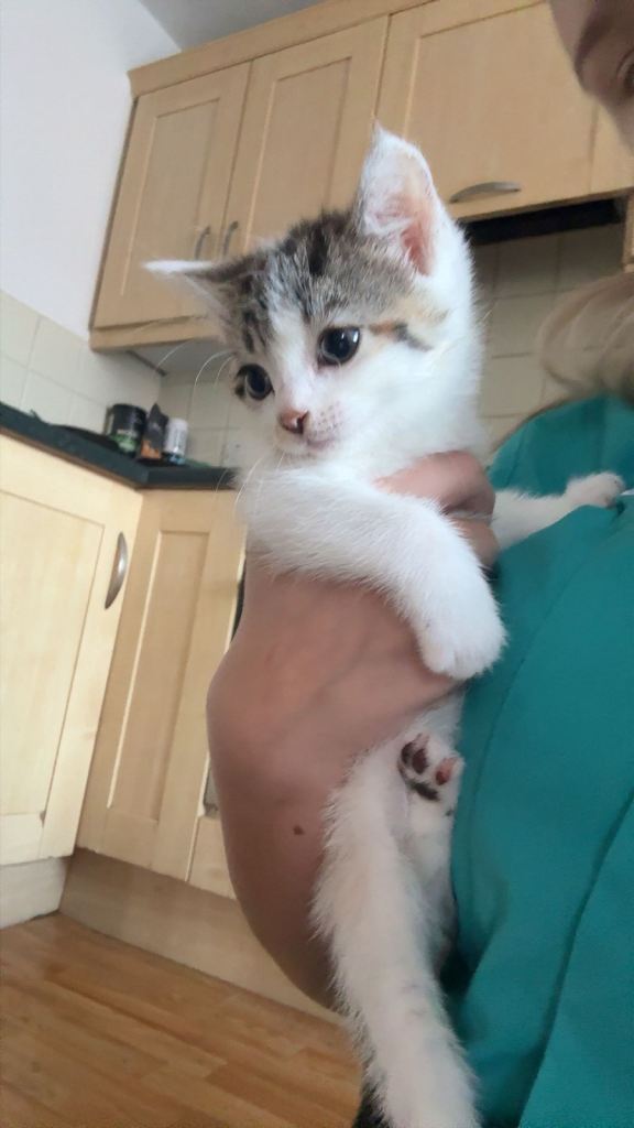 Kittens 