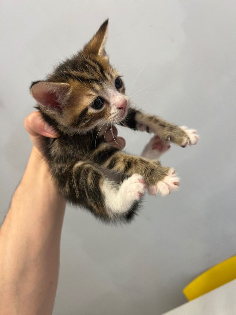 Tabby Kittens For Sale