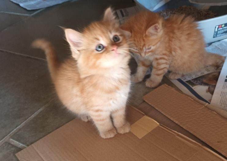 Persian X beautiful ginger and mixed kittens