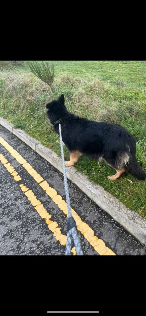 German shepherd puppies 