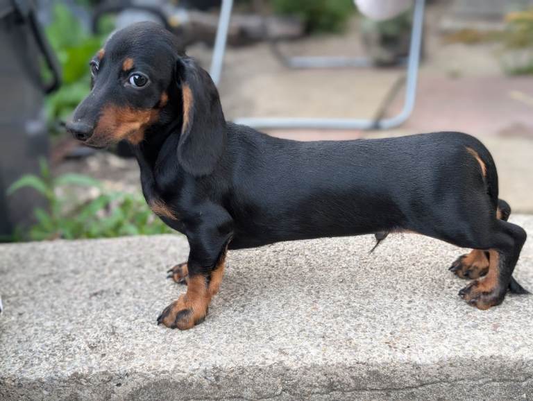 Dachshund 