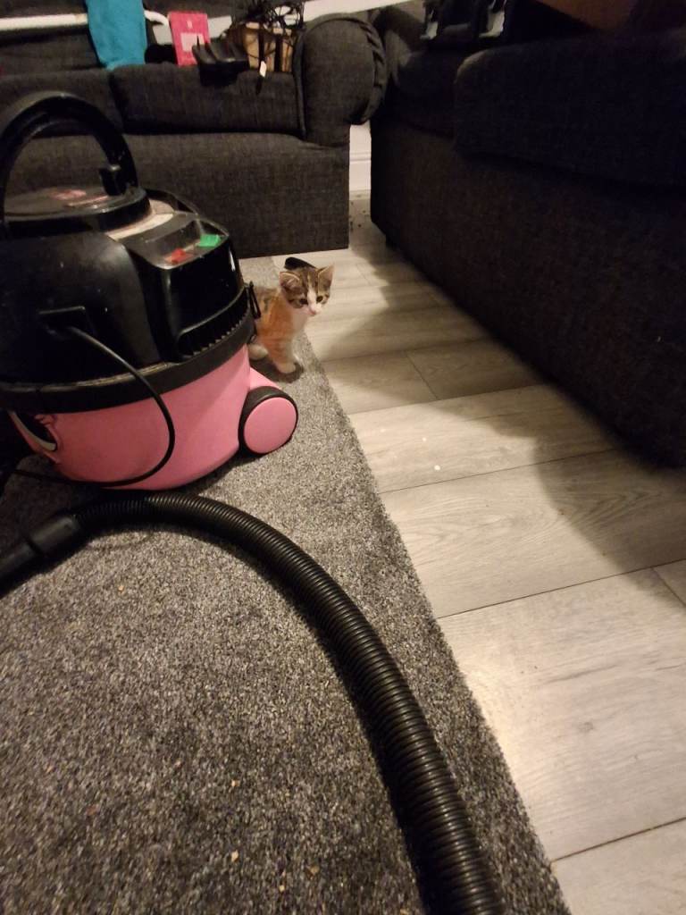 1 female kitten for sale