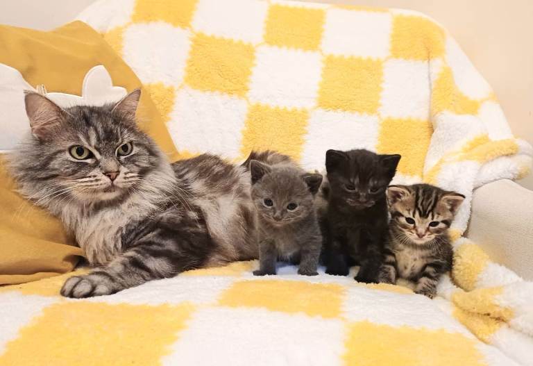 Mix gray British Shorthair kittens