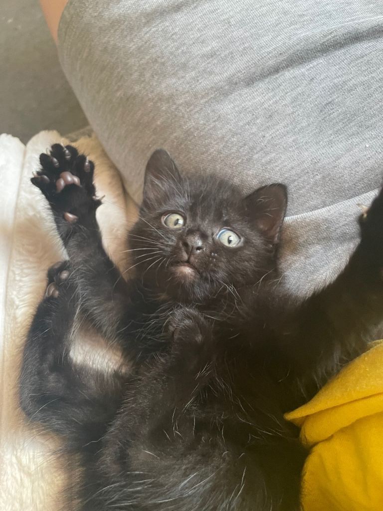 2 x black kittens for sale - 8 weeks old 