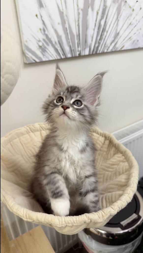 (Only TWO LEFT) Purebred Maine Coon Kittn girls