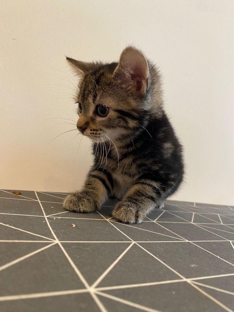 kittens