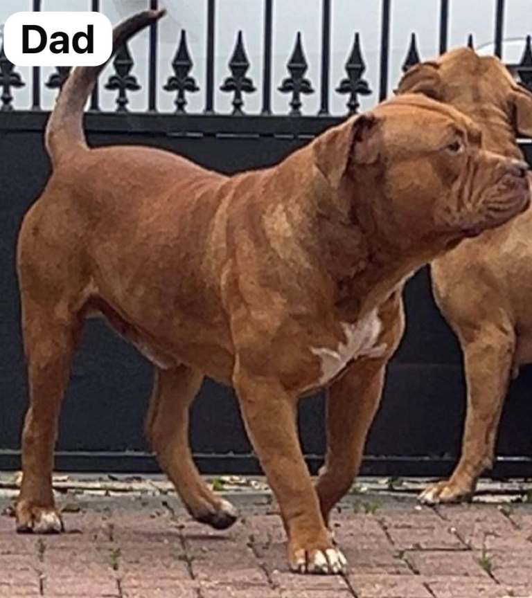 Boerboel mastiff mix 