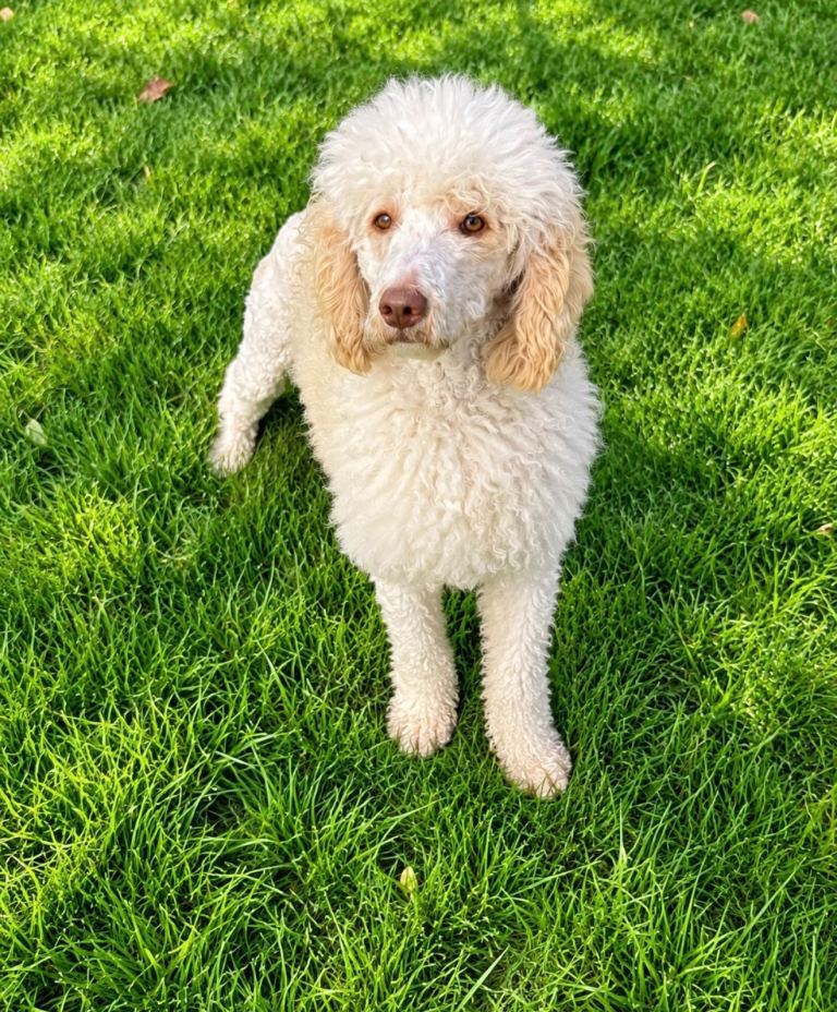 Cockapoo puppies | in Banwell, Somerset | Gumtree