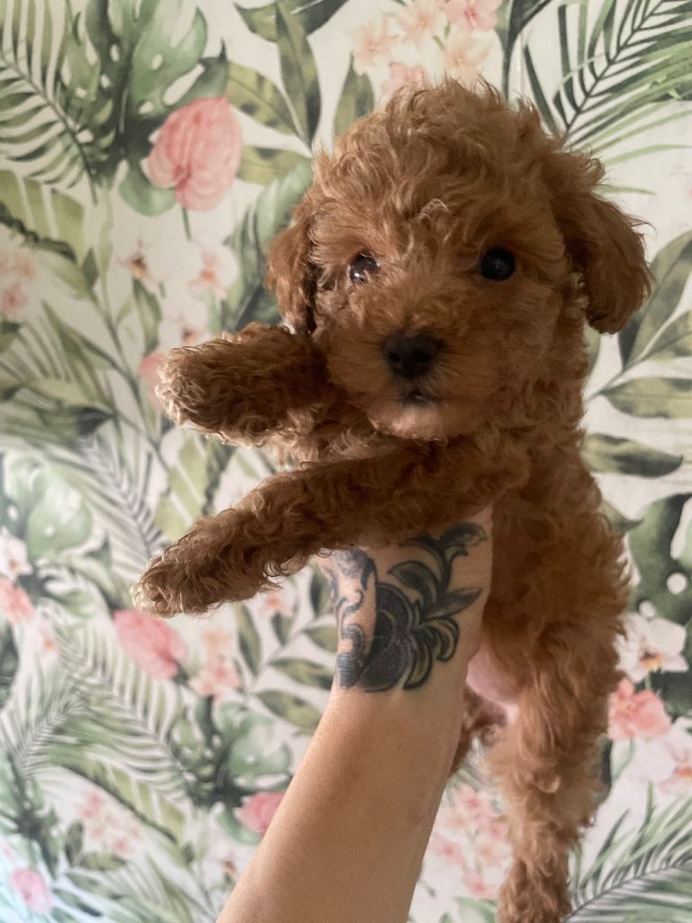 Toy poodle pups